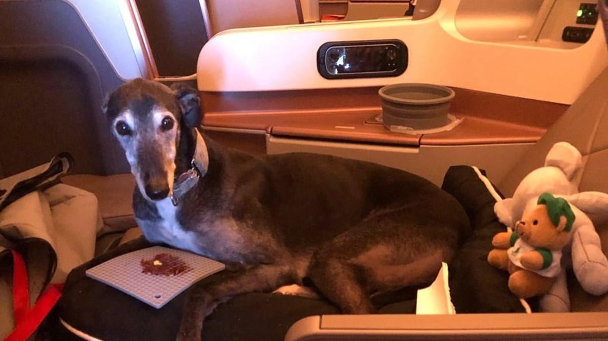 Lewis Greyhound Dog Business Class Singapore Airlines Executive Traveller Story