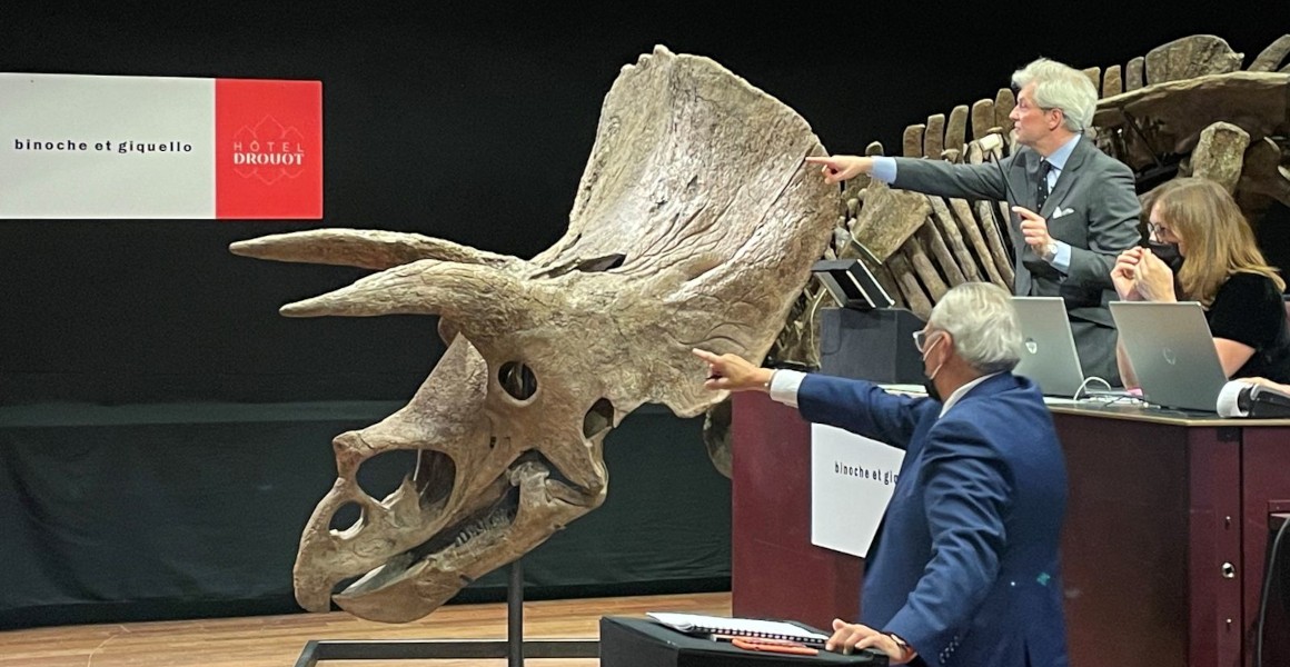 world's largest triceratops skeleton