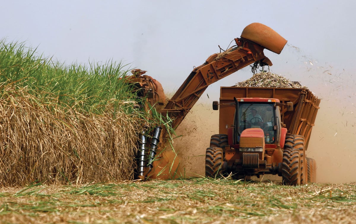 sugarcane farm harvested to make the best rums