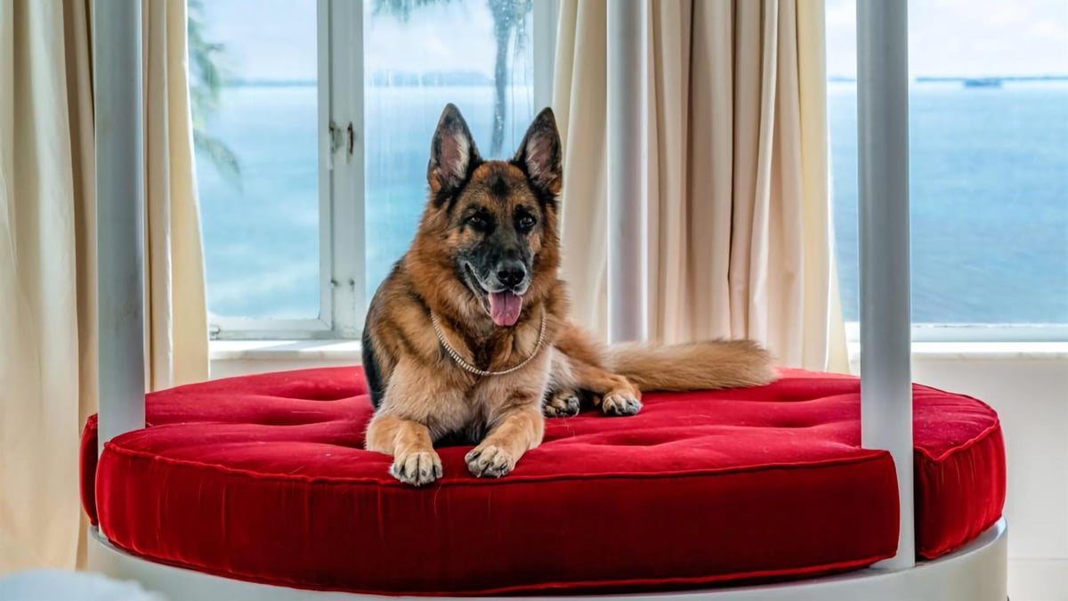 Gunther VI: The German Shepherd With A $580 Million Net Worth