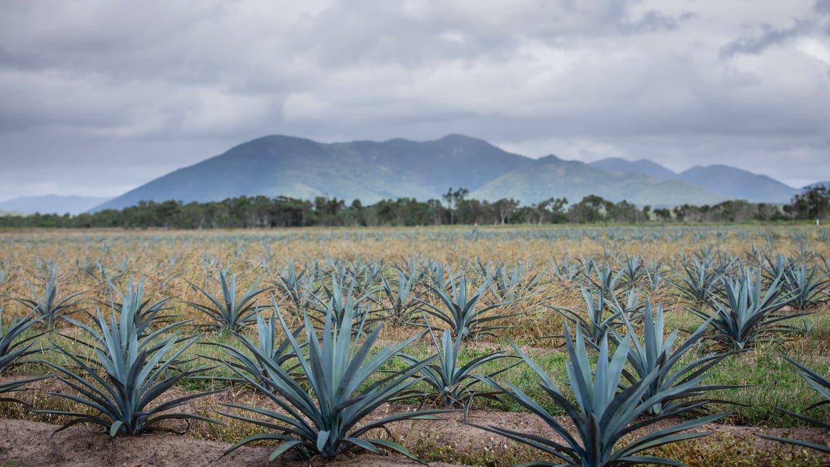 The Australian Agave NFT That Adds A Drop Of Tech To Your Tipple