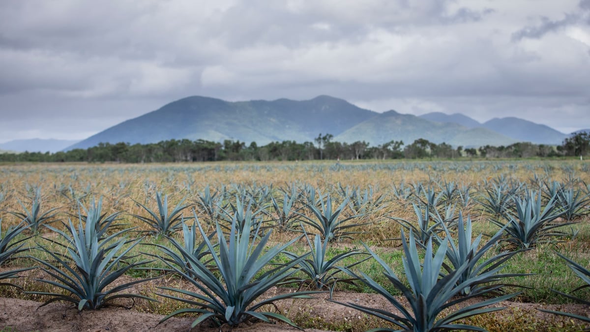 Australian Agave NFT