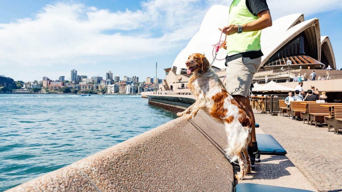 Sydney Opera House Dog Seagull Patrol 1