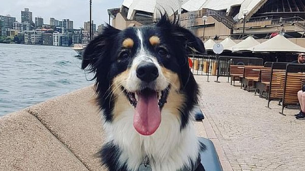 Sydney Opera House To Pay Dogs $400,000 For Seagull Protection Service