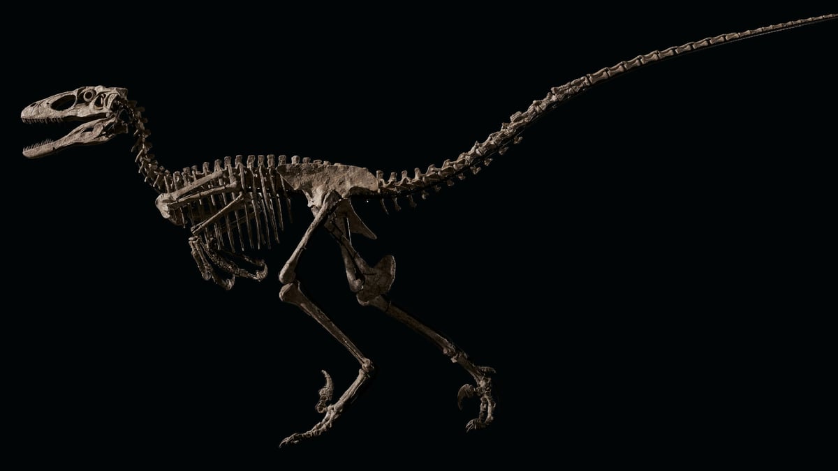 Jurassic Park Velociraptor Fossil Auction