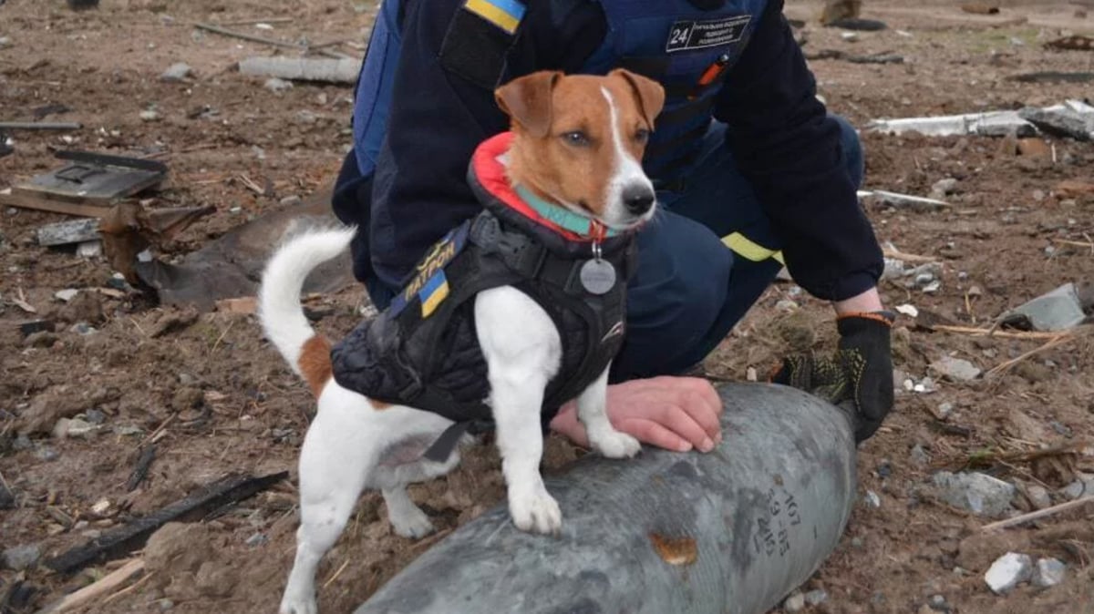 Jack Russell Awarded Medal For Bravery After Sniffing Out 200+ Mines In Ukraine