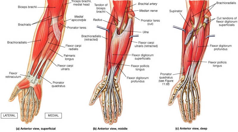 Best Forearm Exercises