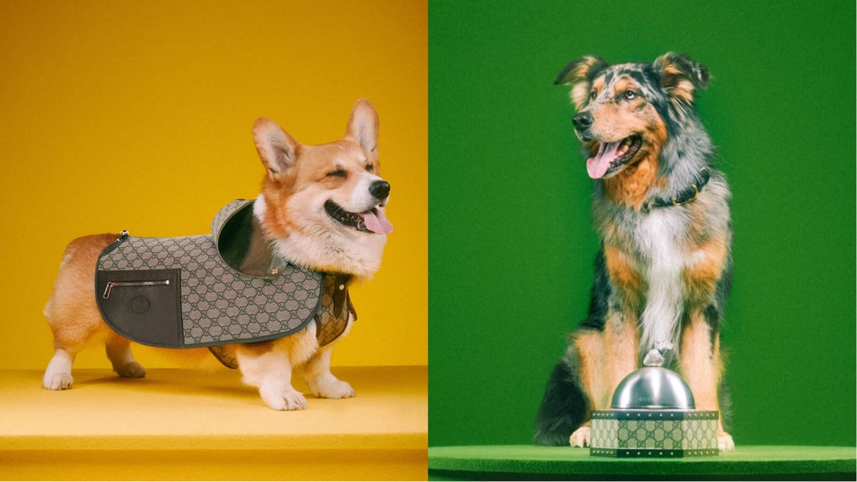 If Your Dog Isn’t Rocking The Gucci Pet Collection… Do You Really Even Love It?