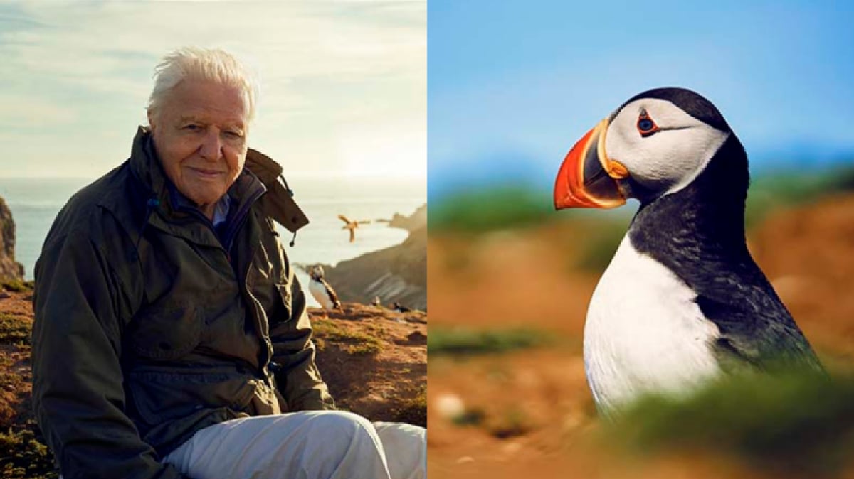 Sir David Attenborough Has Another Wholesome Nature Docuseries On The Way
