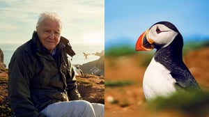 BBC Wild Isles Sir David Attenborough