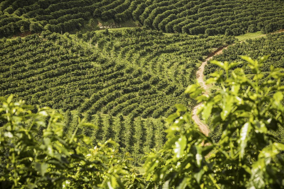 Brace Yourselves, We Might Be In For A Global Coffee Shortage - Brazil Bean Farms