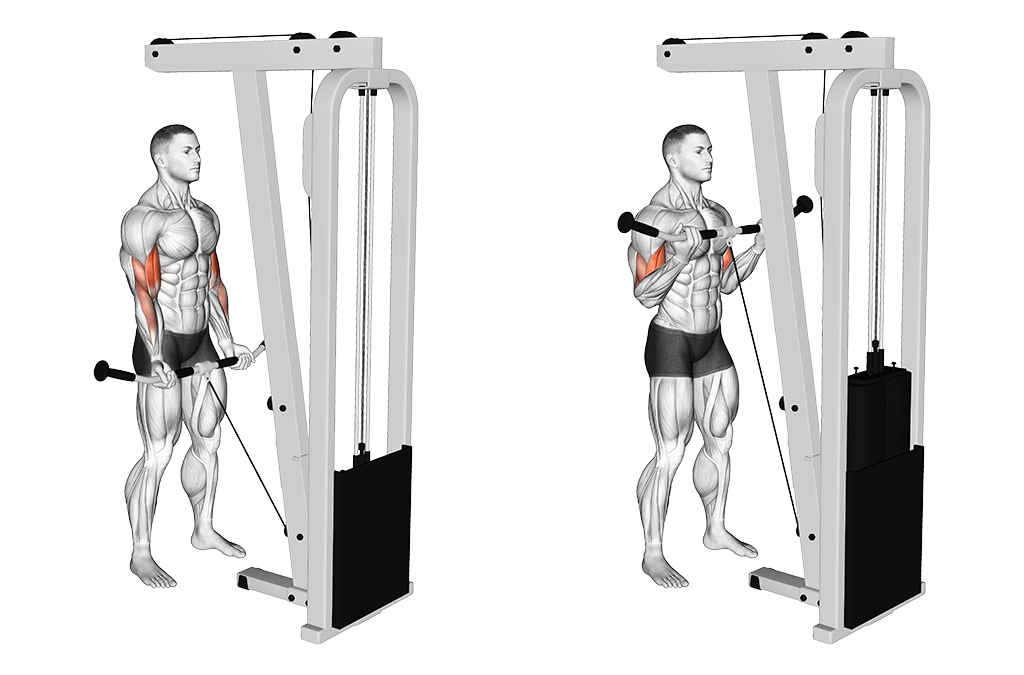Best bicep workouts for men deals