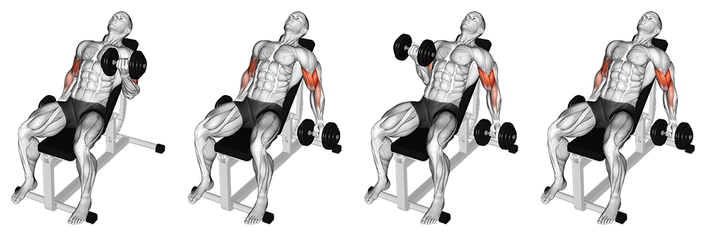 Incline Dumbbell Curl