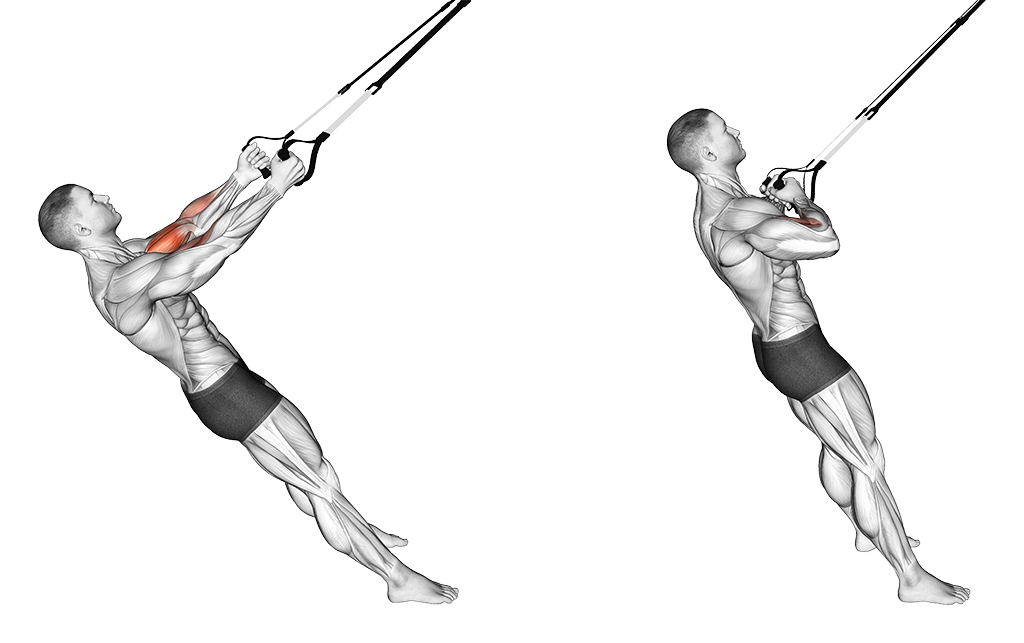 TRX Suspension Curl