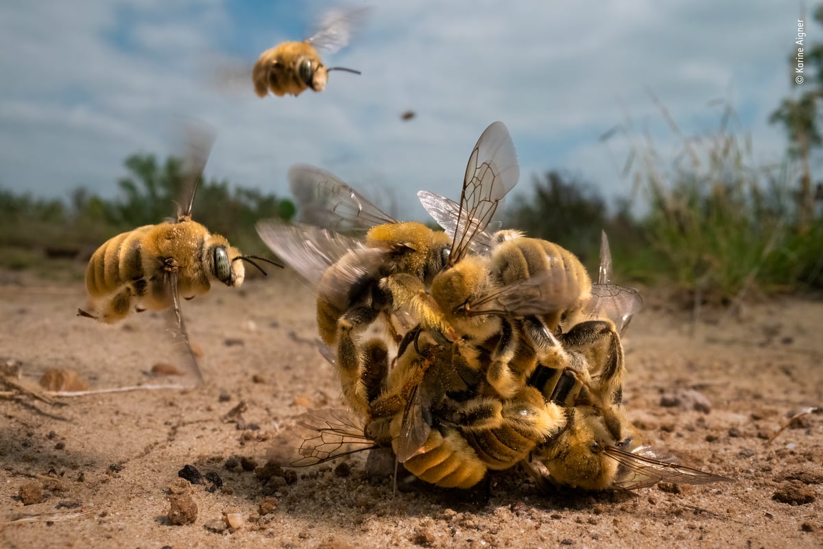 Wildlife Photographer Of The Year 2022 Winners - The Big Buzz, Karine Aigne