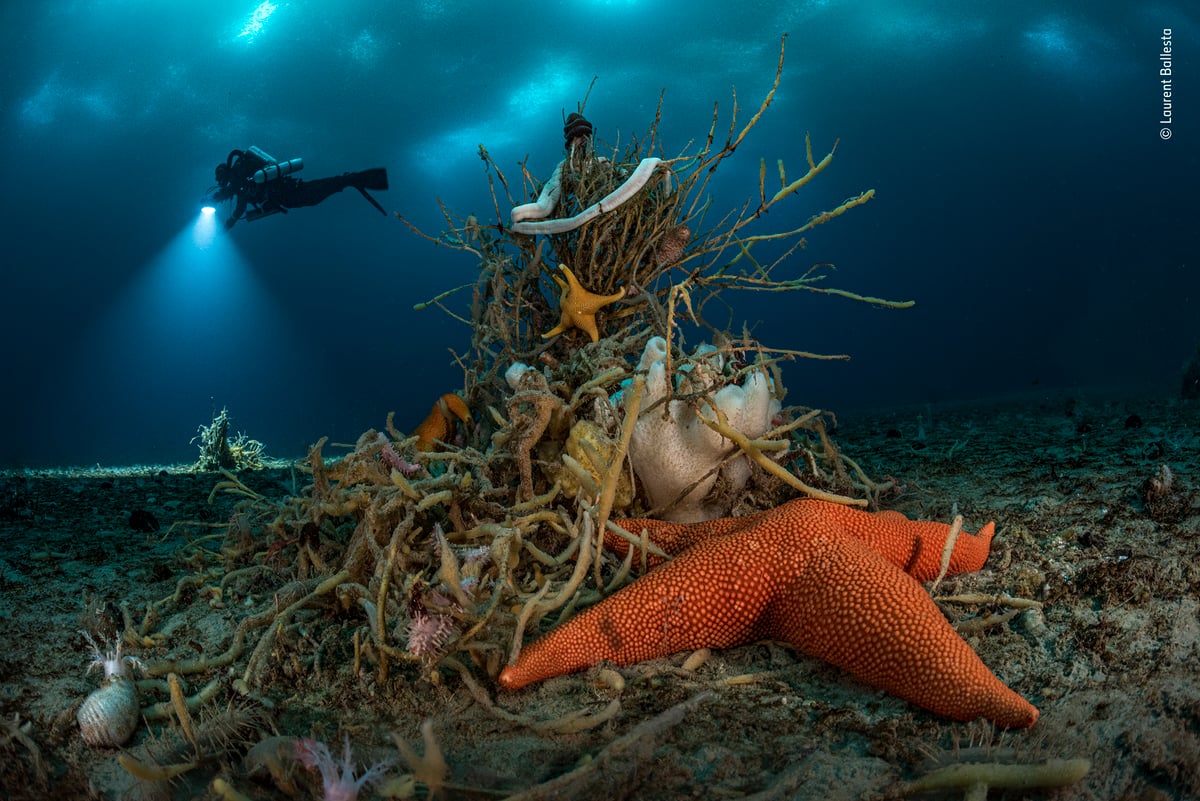 Wildlife Photographer Of The Year 2022 Winners - Under Antarctic Ice, Laurent Ballesta