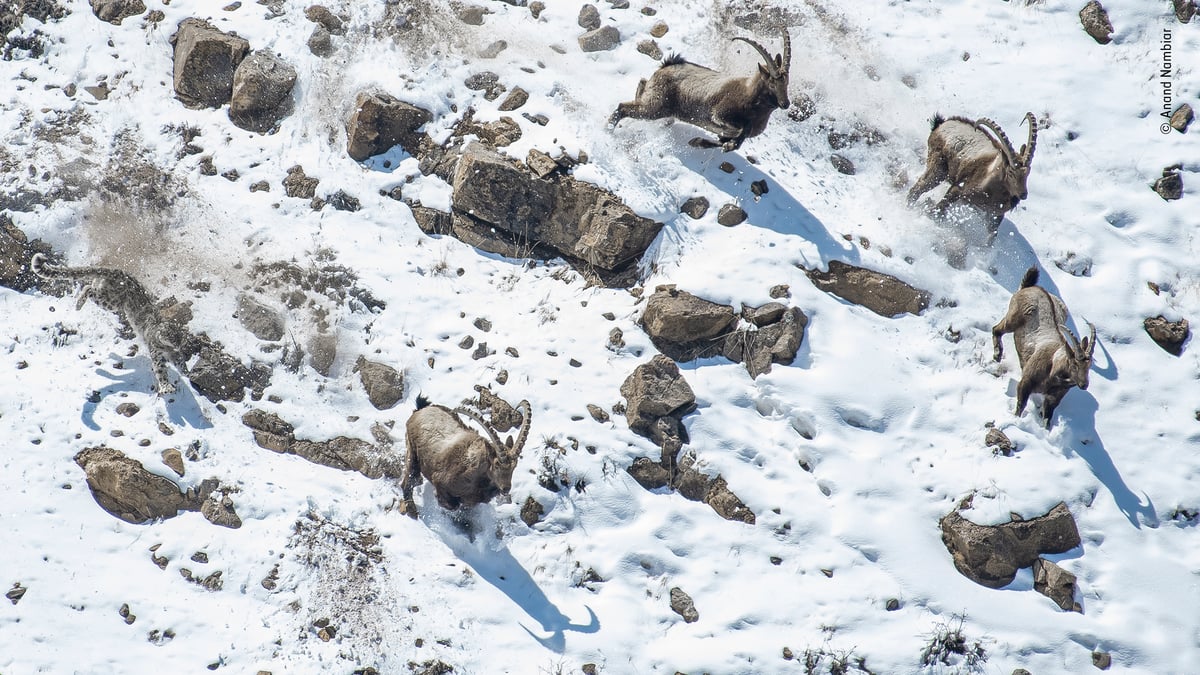 Wildlife Photographer Of The Year 2022 Winners - The Great Cliff Chase, Anand Nambiar 