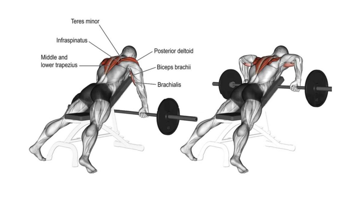 Barbell Face Pull Best Rear Delt Exercises