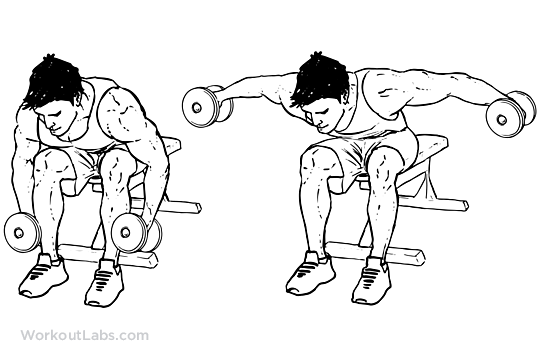 Seated Bent-Over Dumbbell Raise Best Rear Delt Exercises