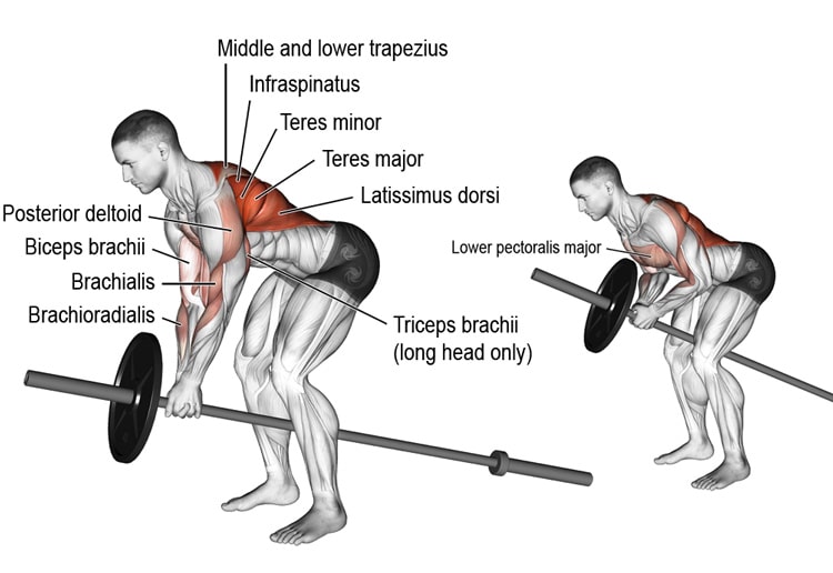 T Bar Row Best Lat Exercises