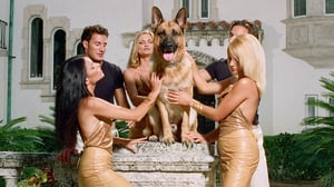 Gunther, The German Shepherd Worth $720M, Gets A Netflix Doco