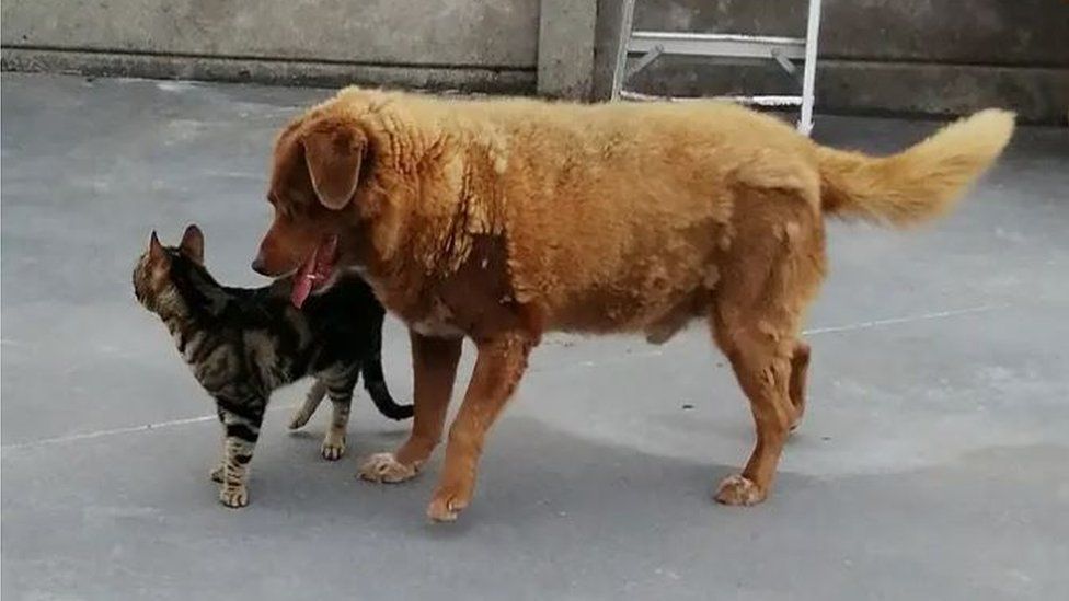 Meet Bobi: The World's Oldest Dog From Portugal