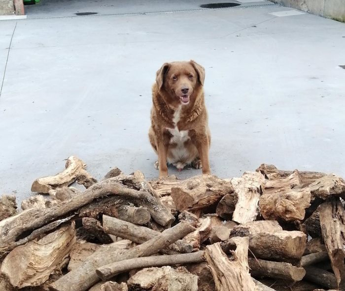 Meet Bobi: The World's Oldest Dog From Portugal