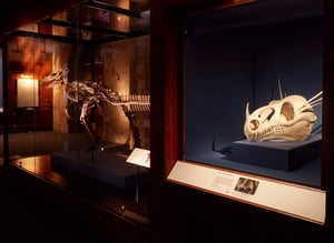 'Fantastic Beasts' Has Been Turned Into A Natural History Exhibition (And It's Coming To Australia)