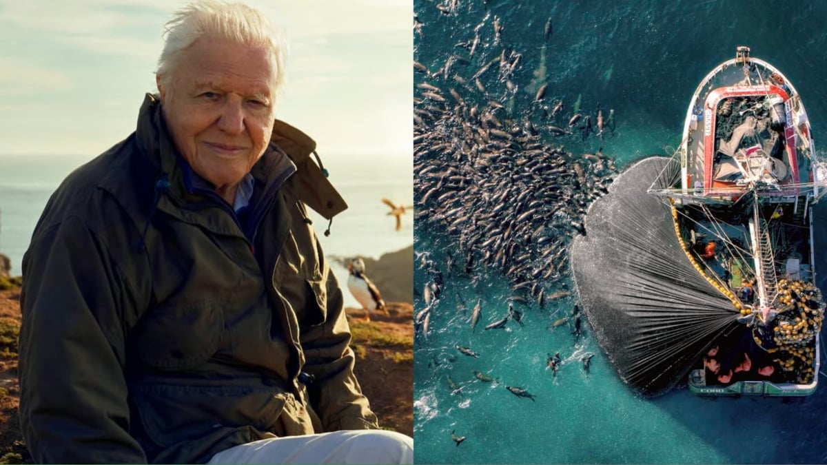 Sir David Attenborough’s ‘Planet Earth III’ Is Now Streaming In Australia