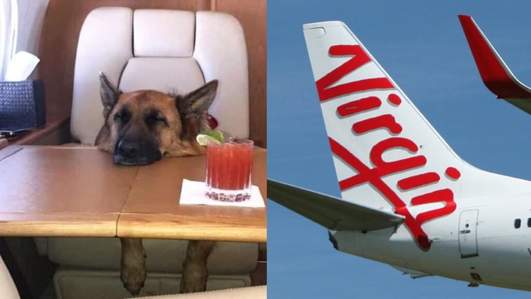 Snakes On A Plane? Virgin Australia Announces Pets-In-Cabin Flights