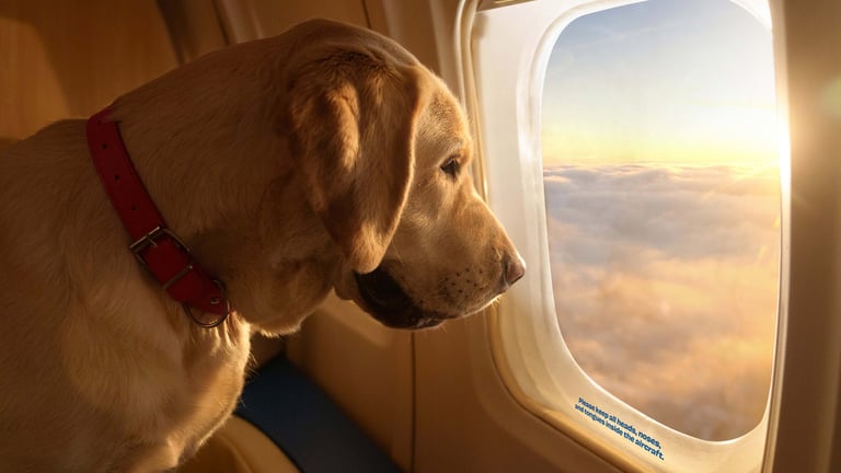 Bark Air: The Dog-First Airline For VIPs (Very Important Pups)