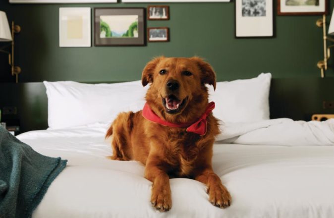 MGM Resorts Launches A Dog Concierge Program
