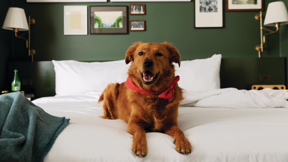 A large brown dog lying on a bed