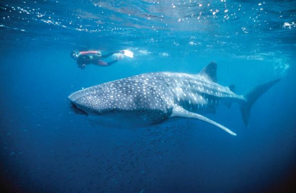 Top 6 Destinations to Swim With Whale Sharks