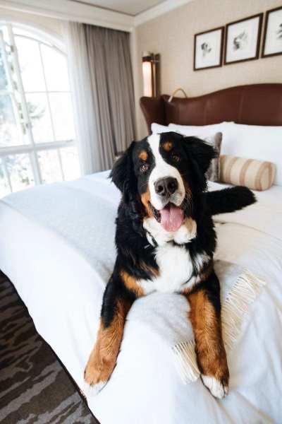 St. Regis Aspen Resort’s ‘Fur Butler’ Job To Take Care Of Their Adorable Mountain Dog