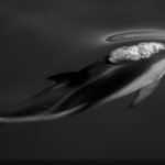 A bird flying in the sky