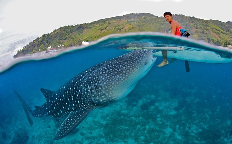 A fish swimming under water