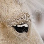 A close up of an animal