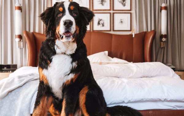 St. Regis Aspen Resort’s ‘Fur Butler’ Job To Take Care Of Their Adorable Mountain Dog