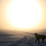 A dog with a sunset in the background