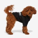 You Can Now Dress Your Dog In Burberry, Moncler, &#038; Versace