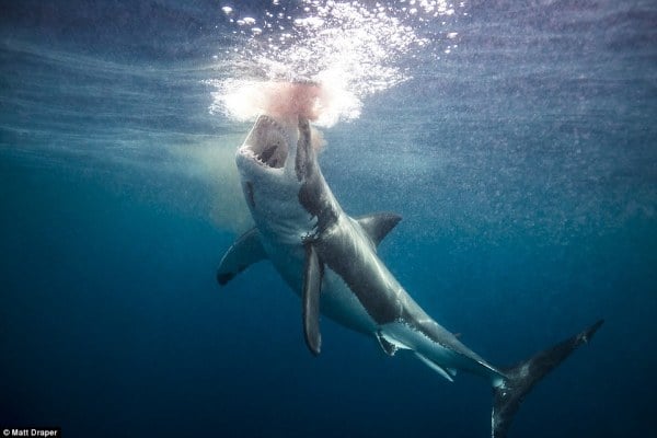 Meet Matt Draper: The Aussie Photographer Who Gets Up Close &#038; Personal With Sharks