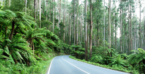 This Hidden Gem Could Be Australia&#8217;s Best Driving Road