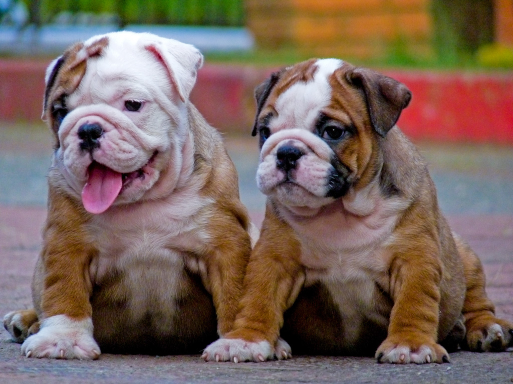 The Most Expensive Bulldogs On The Planet