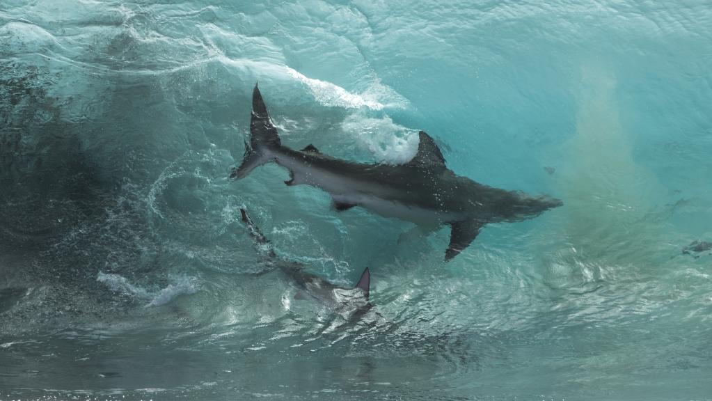 Breathtaking Footage Shows Hundreds Of Sharks Feeding Next To Surfers