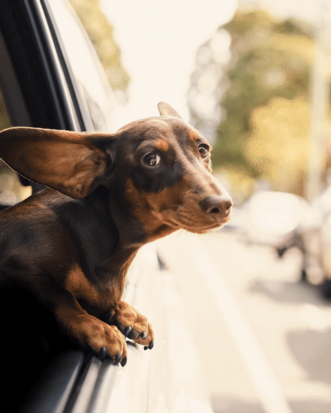 Uber Australia Launches A Pet-Friendly Option For Rides