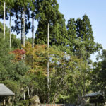 A tree in a forest