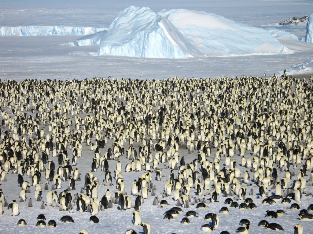 A flock of seagulls standing on a beach