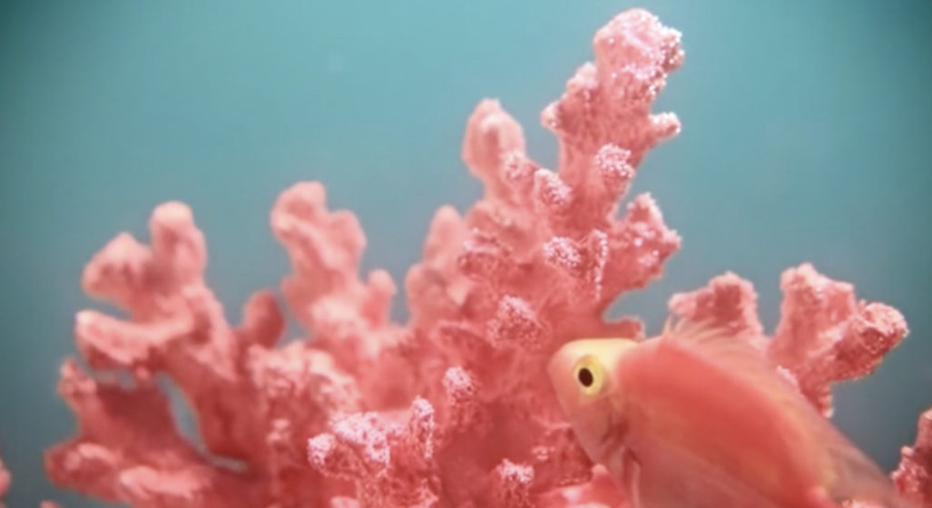 &#8216;Living Coral&#8217; Is Pantone&#8217;s Colour Of The Year For 2019