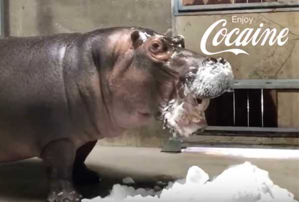 Netflix Is Developing A Movie About Pablo Escobar&#8217;s Cocaine Hippos